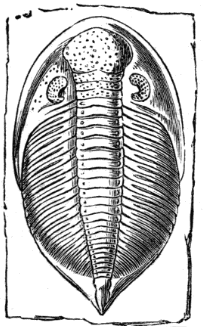 Trilobite (Asaphus candatus), (from the Silurian).