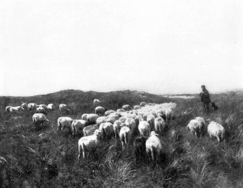 MAUVE Sheep on the Dunes