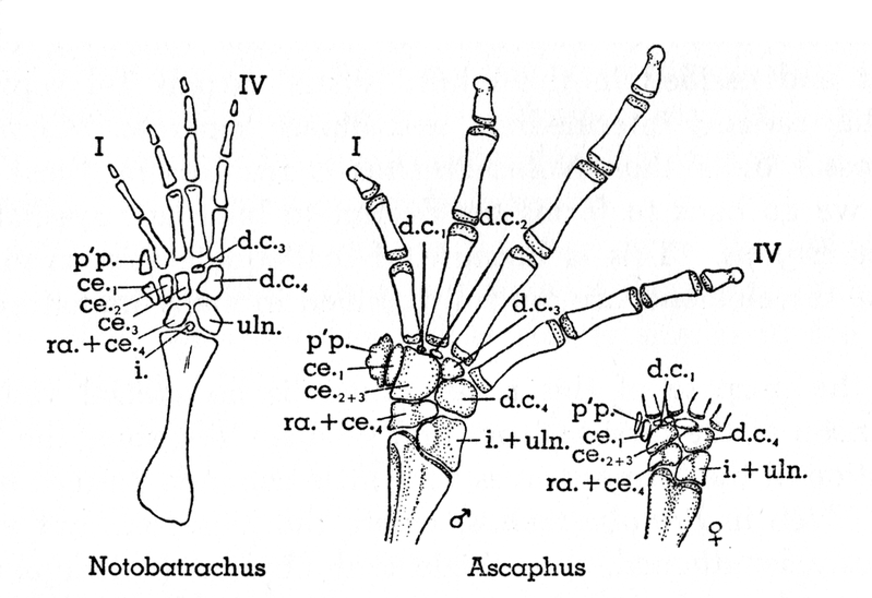 Fig. 9.