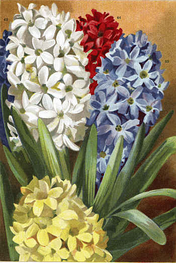 HYACINTHS (43-46)