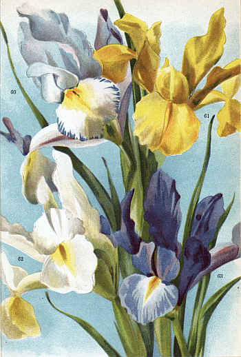 SPANISH IRISES (60-63)