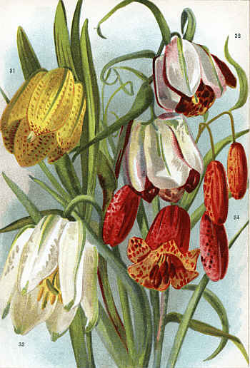 FRITILLARIAS (31. MOGGRIDGEI, 32. WALUJEWI, 33. MELEAGRIS ALBA, 34. RECURVA)] 