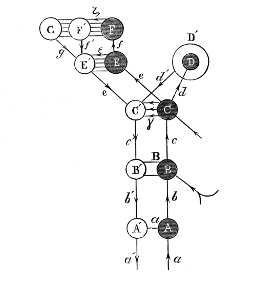 Diagram of Cerebro-Spinal Nerve Centres.