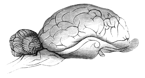 Brain of Horse, with bulb of smell in front, little brain in rear.