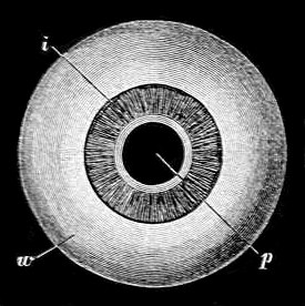 Fig. 10.  Eye-ball seen from the front.  (After Le Gros Clark.)  w, White of eye. i, Iris. p, Pupil.