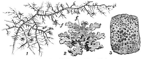 Fig. 28.  Examples of Lichens. (From life.)  1, A hairy lichen. 2, A leafy lichen. 3, A crustaceous lichen. f, f, the fruit.