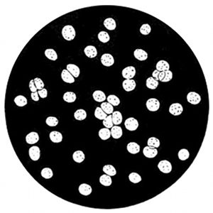 Fig. 29.  Single-celled green plants growing and dividing (Pleurococcus). (After Thuret and Bornet.)