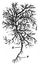 Fig. 32.  A stem of feathery moss. (From life.)  l, Leaves. s, Stem. r, Roots.