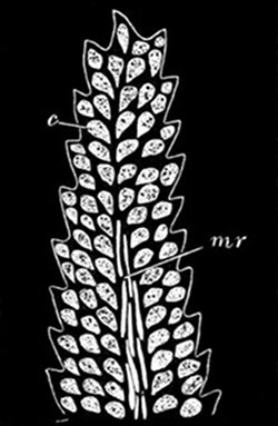 Fig. 33.  Moss-leaf magnified. (From life.)  Showing the cells c, each of which can take in and work up its own food. mr, Long cells of the mid-rib.