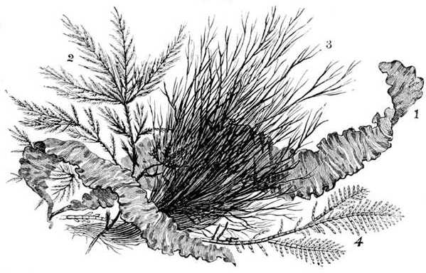 Fig. 63.  Group of seaweeds (natural size).  1, Ulva Linza. 2, Sphacelaria filicina. 3, Polysiphonia urceolata. 4, Corallina officinalis.