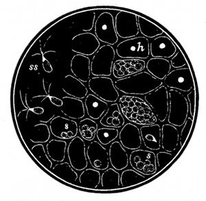 Fig. 64.  Ulva lactuca, a green seaweed, greatly magnified to show structure. (After Oersted.)  s, Spores in the cells. ss, Spores swimming out. h, Holes through which spores have escaped.