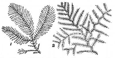 Fig. 66.  Coralline and Sertularia, to show likeness between the animal Sertularia and the plant Coralline.  1, Corallina officinalis. 2, Sertularia filicula.