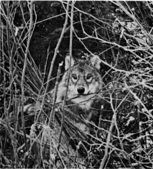 Figure 5.—A wolf caught in a trap. (Photo courtesy of D. L. Breneman.)