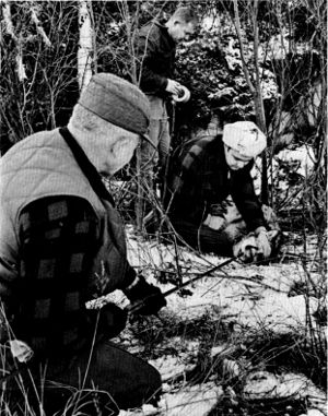 Figure 6.—A choker was used to restrain wolves caught in traps. (Photo courtesy of D. L. Breneman.)