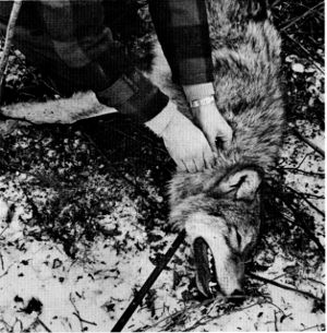 Figure 10.—A radio transmitter collar was placed around the neck of each trapped wolf. (Photo courtesy of D. L. Breneman.)