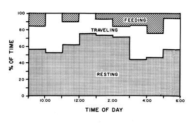 Figure 17.—Percentage of time spent by radiotagged wolves in various types of activity throughout the day, from December through April.