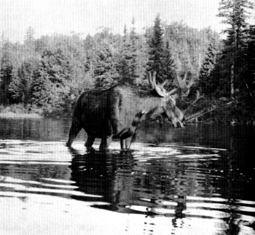 Figure 30.—Moose are also killed by wolves. (Photo courtesy of Allan Taylor.)