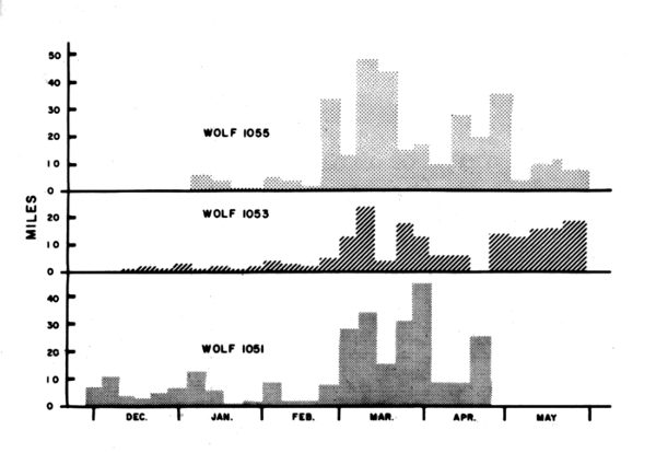 Figure 34.—Net weekly (straight-line) distances traveled by three radiotagged wolves.