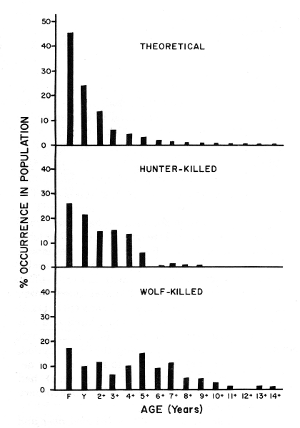 Figure 7.—Comparison between the age structures of deer killed by wolves, deer killed by hunters, and a theoretical population from the same general area of northeastern Minnesota.