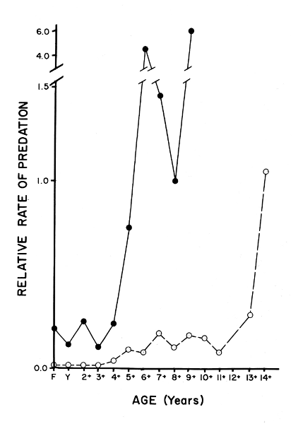 Figure 13.—Relative rates of predation on deer of various ages, based on comparisons of the ages of wolf-killed deer with those of a theoretical population (dashed line) and those of the hunter-killed population. See figure 7.