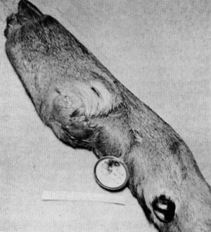 Figure 15.—Infection and fibrous mass in a front foot of specimen M-29. (Photo courtesy of University of Minnesota Veterinary Diagnostic Laboratory.)