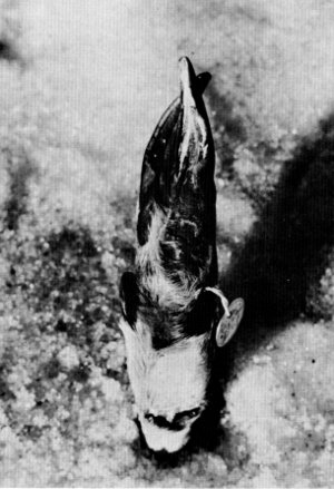 Figure 16.—Injury to left front foot of specimen M-196. (Photo courtesy of L. D. Mech).