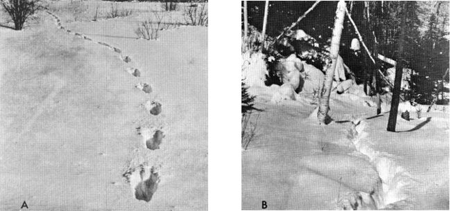 Figure 7.—(A) A single wolf must break his own trail through the snow. (Photo courtesy of L. D. Frenzel.) (B) Regular use by a pack keeps trails open. (Photo courtesy of L. D. Mech.)