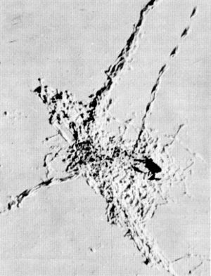 Figure 9.—Usually the remains of a wolf kill are well chewed and scattered before the wolves abandon them. (Photo courtesy of L. D. Mech.)