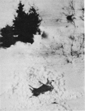 Figure 10.—During a period of especially deep snow, wolves abandoned many kills before pulling apart the skeletons. (Photo courtesy of L. D. Mech.)