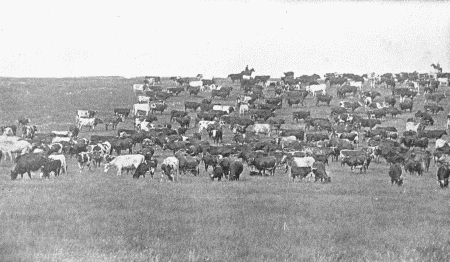 CATTLE RANCHE IN NEBRASKA.