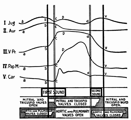 Fig. 35.—Semidiagrammatic representation of the events in the cardiac cycle: Jug., pulse in the jugular vein; Aur., contraction of auricle; V. Pr., intraventricular pressure; Pap. M., contraction of the papillary muscles; Car., carotid pulse. Below are given the times of occurrence of the heart sounds and of the opening and closing of the heart valves. (After Hirschfelder.)