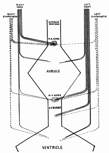 Fig. 53.—Schematic distribution of right and left vagus. (After Hart.)