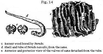 Fig. 14: Recent wood bored by Teredo.