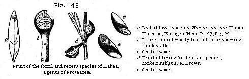 Fig. 143: Fruit of the fossil and recent species of Hakea, a genus of Proteaceæ.