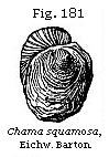 Fig. 181: Chama squamosa.