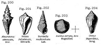 Fig. 200: Pleurotoma attenuata, Fig. 201: Voluta Selseïensis, Fig. 202: Turritella multisulcata, Fig. 203: Lucina serrata, Fig. 204: Conus deperditus.