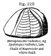 Hemipneustes radiatus.