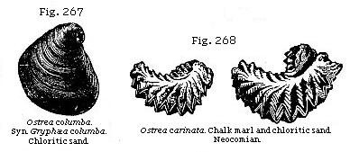 Fig. 267: Ostrea columba. Chloritic sand. Fig. 268: Ostrea carinata. Chalk marl and chloritic sand.