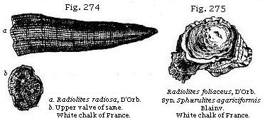 Fig. 274: Radiolites. White chalk of France. Fig. 275: Radiolites foliaceus. White chalk of France.