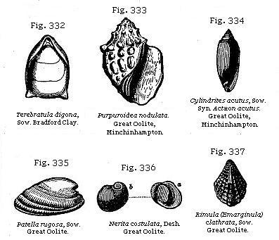 Fig. 332: Terebratula digona. Fig. 333: Purpuroidea nodulata. Fig. 334: Cylindrites acutus. Fig. 335: Patella rugosa. Fig. 336: Nerita costulata. Fig. 337: Rimula (Emarginula) clathrata.