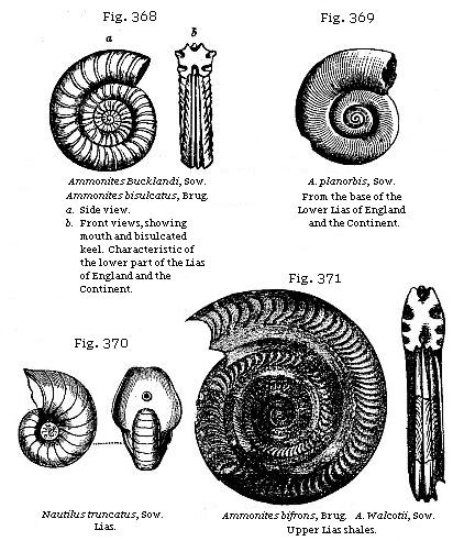 Fig. 368: Ammonites Bucklandi. Fig. 369: Ammonites planorbis. Fig. 370: Nautilus truncatus. Fig. 371: Ammonites bifrons.