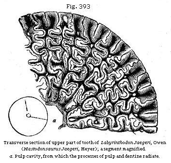 Fig. 393: Transverse section of upper part of tooth of Labyrinthodon Jaegeri.