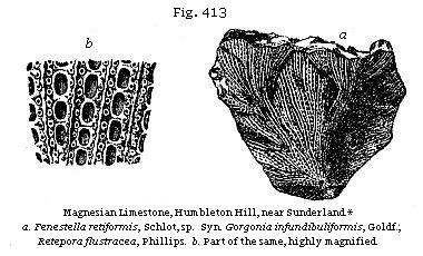 Fig. 413: Magnesian Limestone.