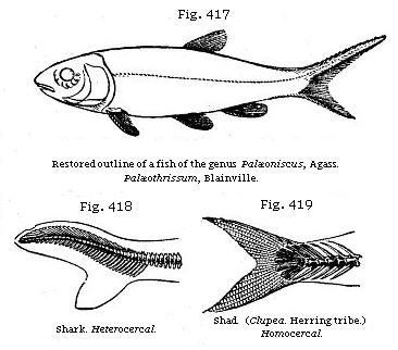 Fig. 417: Restored outline of a fish of the genus Palæoniscus. Fig. 418: Shark, Heterocercal. Fig. 419: Shad. (Clupea. Herring tribe.) Homocereal.