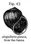 Fig. 43: Ampullaria glauca.