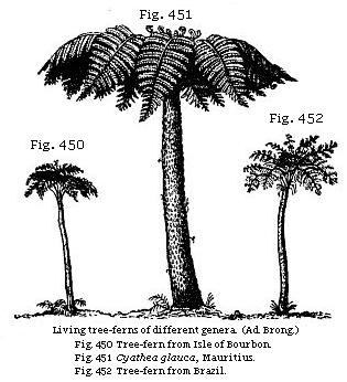 Living tree-ferns of different genera. Fig. 450: Tree-fern from Isle of Bourbon. Fig. 451: Cyathea glauca, Mauritius. Fig. 452: Tree-fern from Brazil.