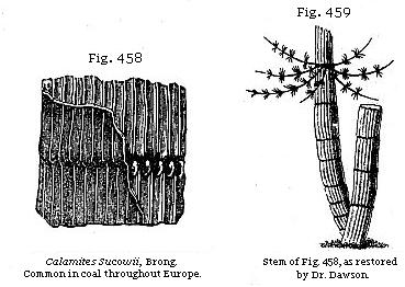 Fig. 458: Calamites Sucowii, common throughout Europe. Fig. 459: Stem of Fig. 458, as retored by Dr. Dawson.