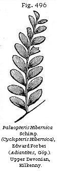 Fig. 496: Palæopteris Hibernia.