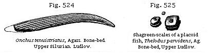 Fig. 524: Onchus tenuistriatus. Fig. 525: Shagreen-scales of a placoid fish, Thelodus parvidens.