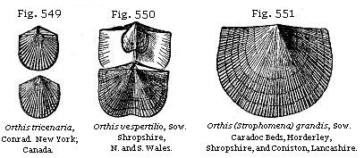 Fig. 549: Orthis tricenaria. Fig. 550: Orthis vespertilio. Fig. 551: Orthis (Strophomena) grandis.